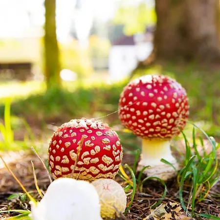 Gæstehus Haus Fuerstenberg