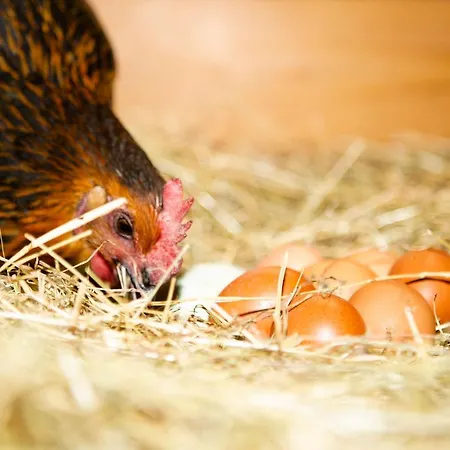 Haus Fuerstenberg Beierfeld