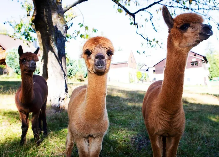 بيت ضيافة Haus Fuerstenberg