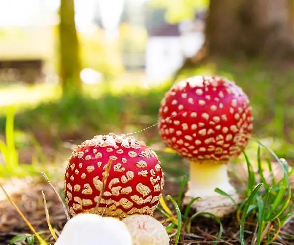 بيت ضيافة Haus Fuerstenberg