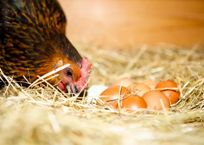 Haus Fuerstenberg Beierfeld